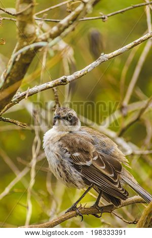 Grey Bird At Dry Tree, Galapagos, Ecuador
