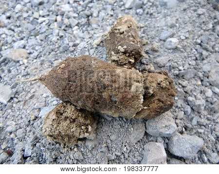 Faeces - wolf , faeces in the forest