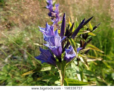 blue willow gentian , ( Gentiana asclepiadea )
