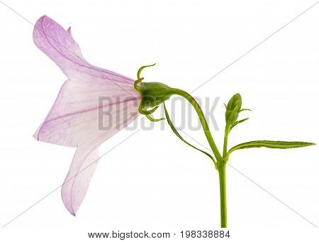 Rose Flower Of Platycodon (platycodon Grandiflorus) Or Bellflowers, Isolated On White Background