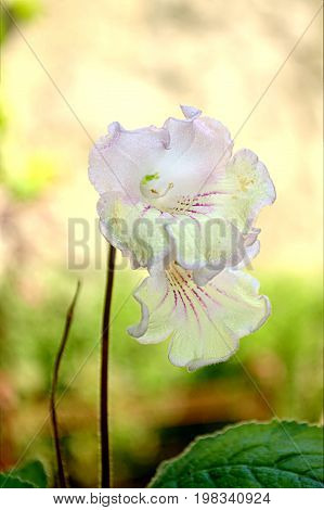 White With Red Houseplant Flowers