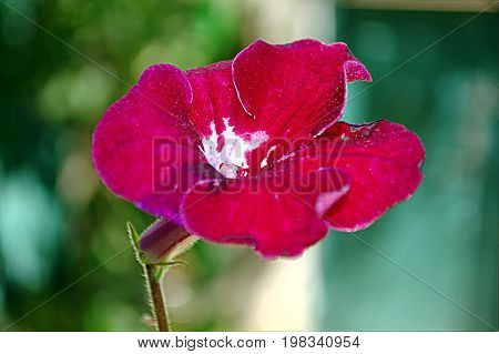 Bright Red Houseplant Flowers Blurred