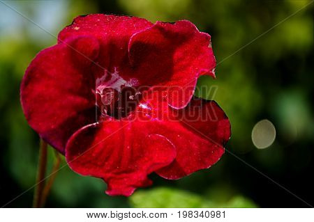 Bright Red Houseplant Flowers Blurred