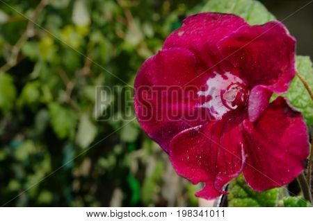 Bright Red Houseplant Flowers Blurred