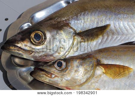 Two fresh pollacks on a pewter dish