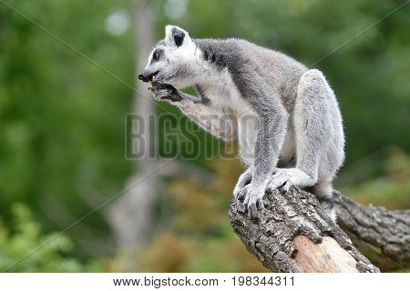 Ring-tailed lemur sitting on the tree in zoological garden