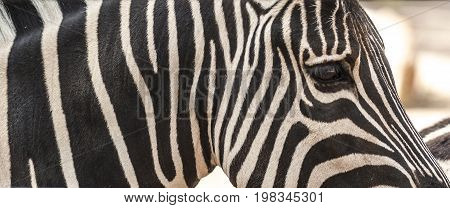 Detail of neck head and eye of a striped zebra. Closeup