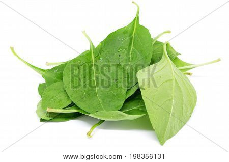 Matrimony Vine Leaf