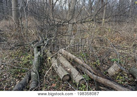 Fallen logs lie on the forest floor of the Hammel Woods Forest Preserve in Shorewood, Illinois, during December.