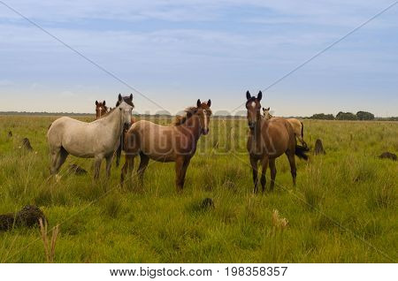 Wild horses in the country, on the grass