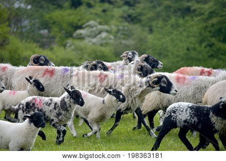 Sheep above Windermere in English Lake District
