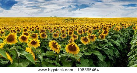 Wonderful Panoramic View Field Of Sunflowers