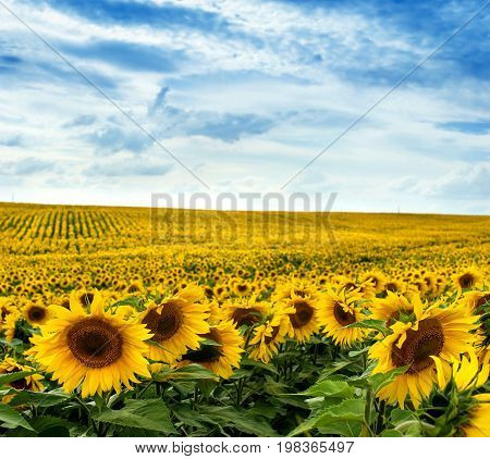 Sunflower Field Landscape