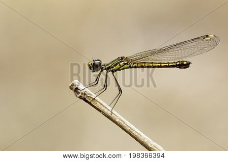 Image of Libellago lineata lineata dragonfly on dry branches. Insect Animal (Burmeister 1839) Family Chlorocyphidae.