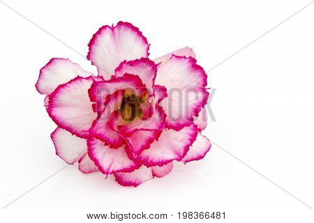 Single azalea flowers isolated on white background