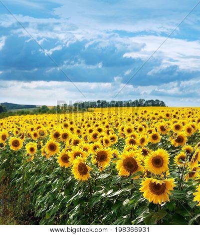 Sunflower Field Landscape