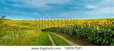 Sunflowers Field With A Dirt Road