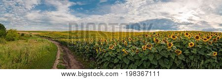 Panoramic View With A Field Of Sunflowers With Dirt Road