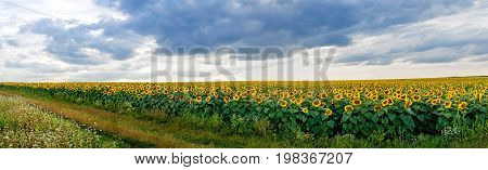 Summer Landscape With A Field Of Sunflowers With Road