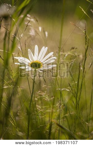 White daisy facing the  sun in meadow