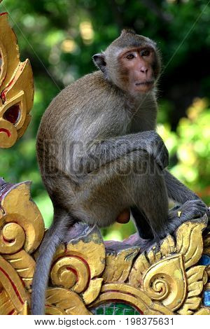 Macaques constitute a genus (Macaca) of Old World monkeys of the subfamily Cercopithecinae. The 23 species of macaques are widespread over Earth.