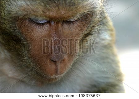 Macaques constitute a genus (Macaca) of Old World monkeys of the subfamily Cercopithecinae. The 23 species of macaques are widespread over Earth.