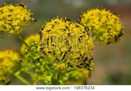 Swarm of small flies on the fennel flowers