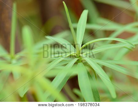Green branch of euphorbia, wild plant of Canary islands