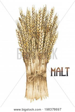 Watercolor malt bunch isolated on white backgrund. Hand painted design with cereals