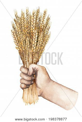 Watercolor hand holding the bunch of malt isolated on white background