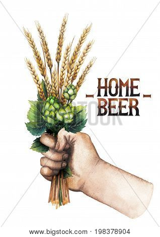 Watercolor hand holding the bunch of malt and hop isolated on white background