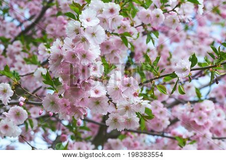 The late varieties of Japanese Sakura that grow in northern Europe