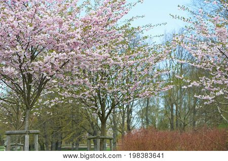 The late varieties of Japanese Sakura that grow in northern Europe