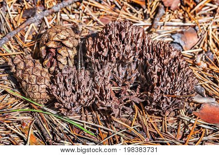 Inedible mushroom Thelephora palmate ( lat. Thelephora palmata ). Berdsk Novosibirsk oblast Siberia Russia August