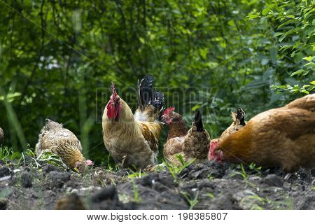 rooster and some chickens hens with colorful feathers of green comb beak fowl