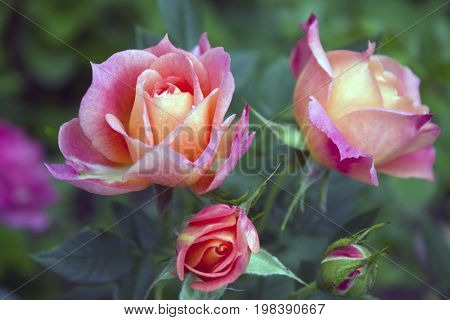 Delightful pink peach floribunda rose bush named Briosa in the garden. Blooming in spring and summer. Garden landscape