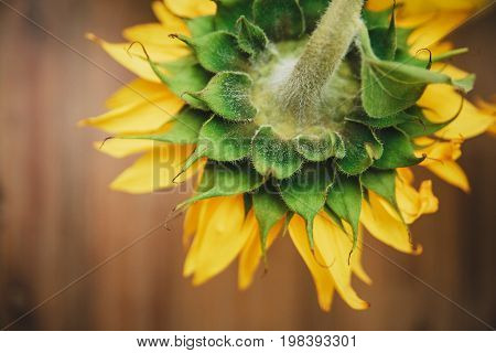 Big sunflower.Yellow and green colors.Macro.Nature.Wooden background.Top view.Croped