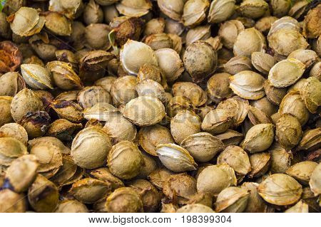 Apricot kernels on white ground, pictures of apricot kernels used in medicine and pill making,