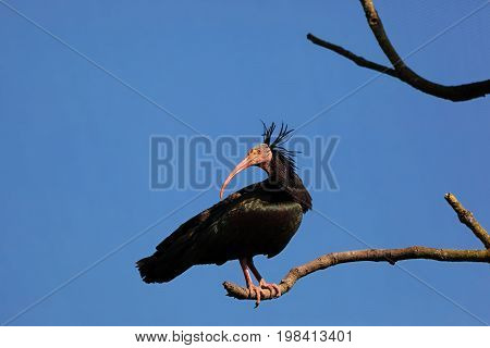 Northern Bald Ibis looking backwards whilst standing on a branch on a sunny day with blue sky. Critically endangered bird. With space for text.