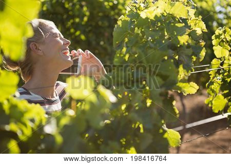 Female vintner talking on mobile phone in vineyard on a sunny day