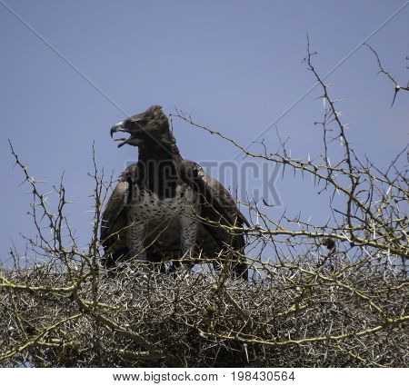 Martial Eagle panting with it tongue out, after a catch in its talons on its nest,in Serengeti National Park, Tanzania