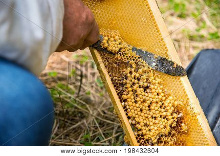 The beekeeper cuts the bad honeycomb with the drones inside
