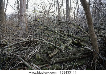 Fallen logs and branches lie on the forest floor of the Hammel Woods Forest Preserve in Shorewood, Illinois, during December.