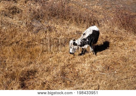 The calf is eating grass on a mountain slope, Nepal