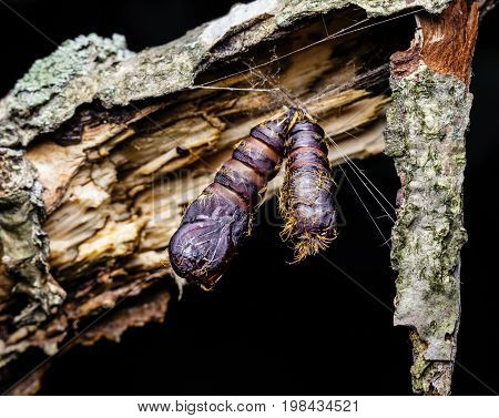 Gypsy moth caterpillar cocoons hanging from a tree limp that they have infested.