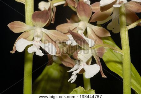 Calanthe discolor Orchid flowers 
against black background