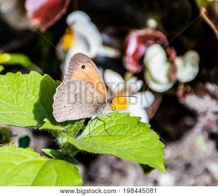 Aphantopus hyperantus brown ringlet butterfly on a purple flower.