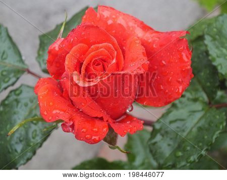 Single Brilliant Red-Orange Rose in the Garden with Raindrops on Petals