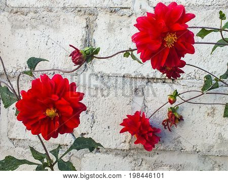 Red Dahlias Trailing Along a Gray Garden Wall
