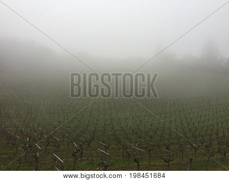 Rows of Grapevines Covered in Fog in a California Vineyard